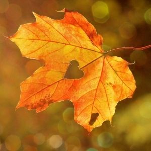 Autumn heart_300x300 Autumn Reflections image