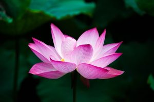 Photo of a lotus